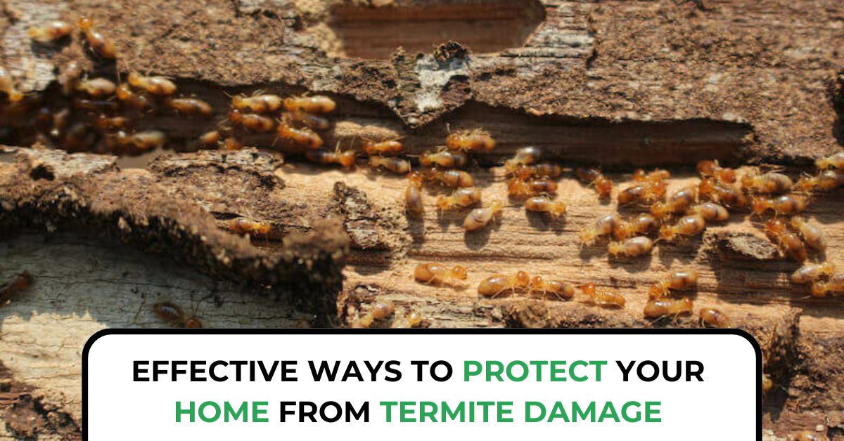 Termite Control Experts | Effective Pest Management