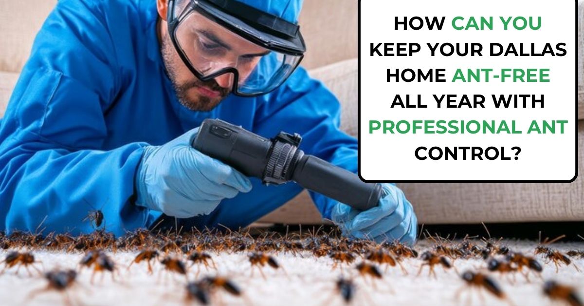 Professional Ant Removal in Dallas