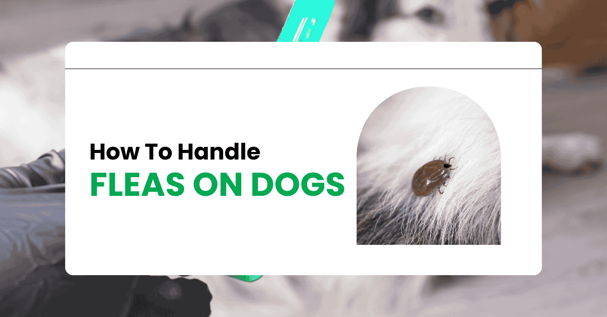 How to Handle Fleas on Dogs: A Detailed Care Guide