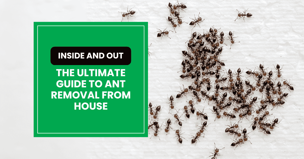 The Ultimate Guide to Removing Ants from Your Home