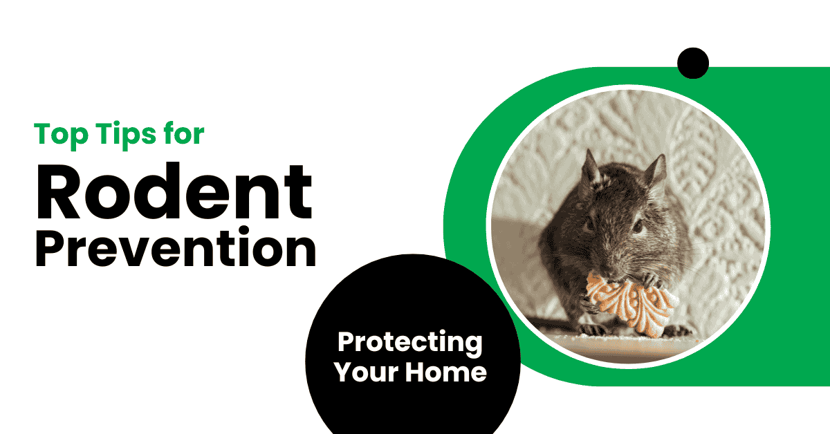 How to Identify and Effectively Control Common Flies