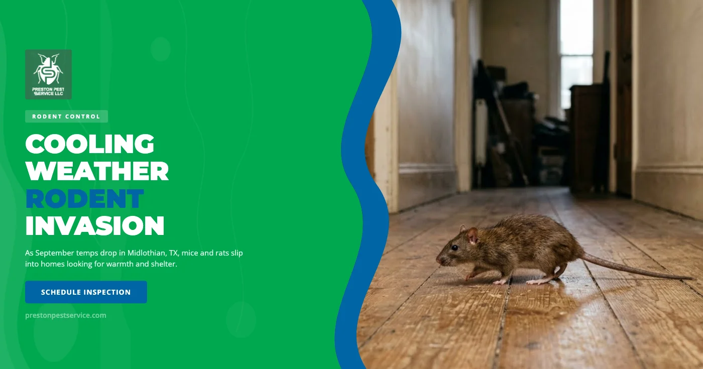 Why Cooling September Weather Sends Rodents Into Midlothian, TX Homes