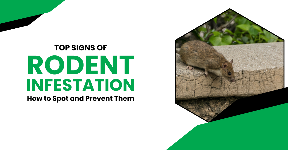 Top Signs of Rodent Infestation: How to Spot and Prevent Them