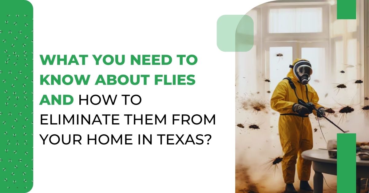 How to Get Rid of Flies in Texas Homes | Fly Control Experts