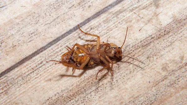 Dead cockroach after pest control intervention.