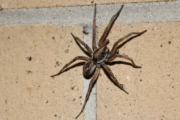 A brown spider with long legs