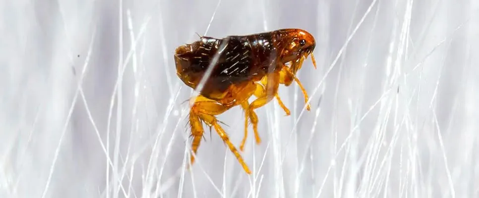 A close-up of a flea on a white fur background.
