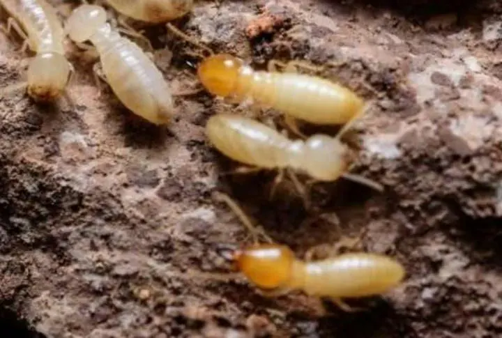 Close-up of several termites on a textured surface