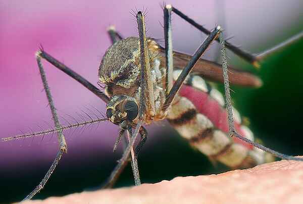 Kingsman Exterminators providing mosquito control services.